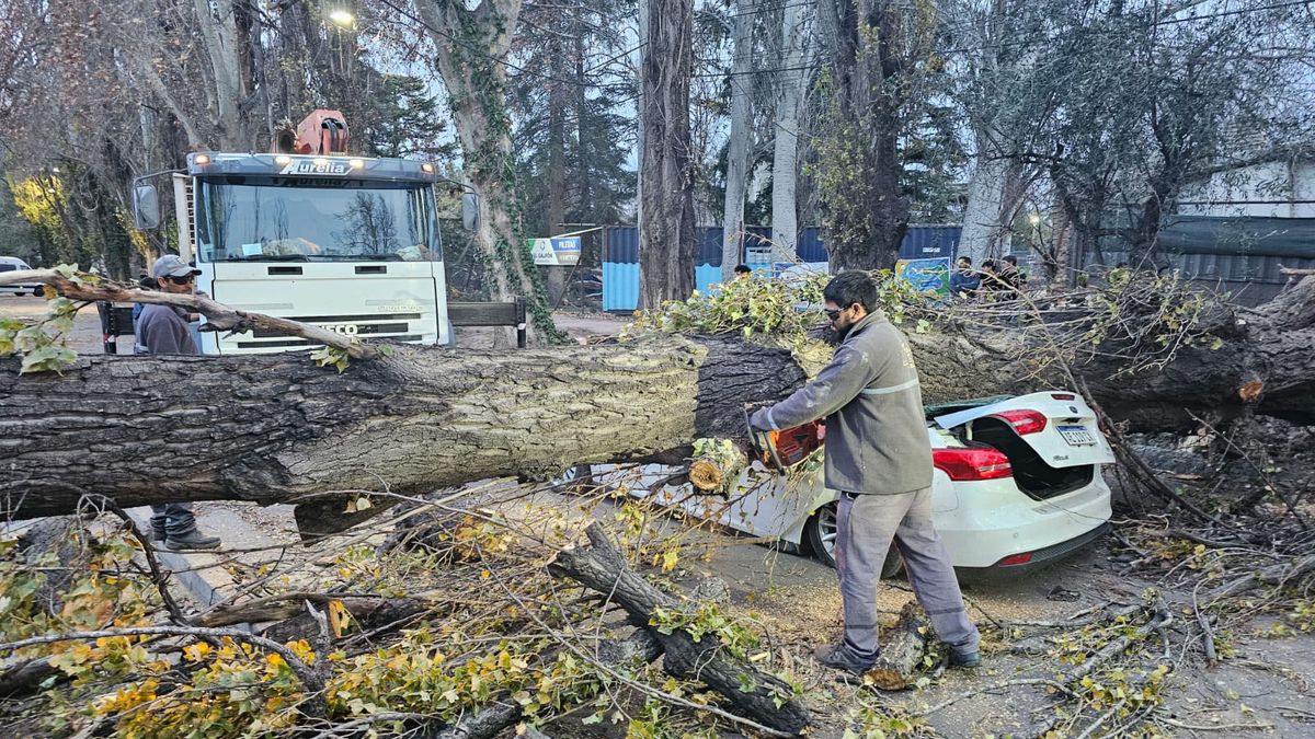 El viento Zonda causó la caída de cientos de árboles. Personal de la Comuna de Luján trabajando para despejar los caminos.