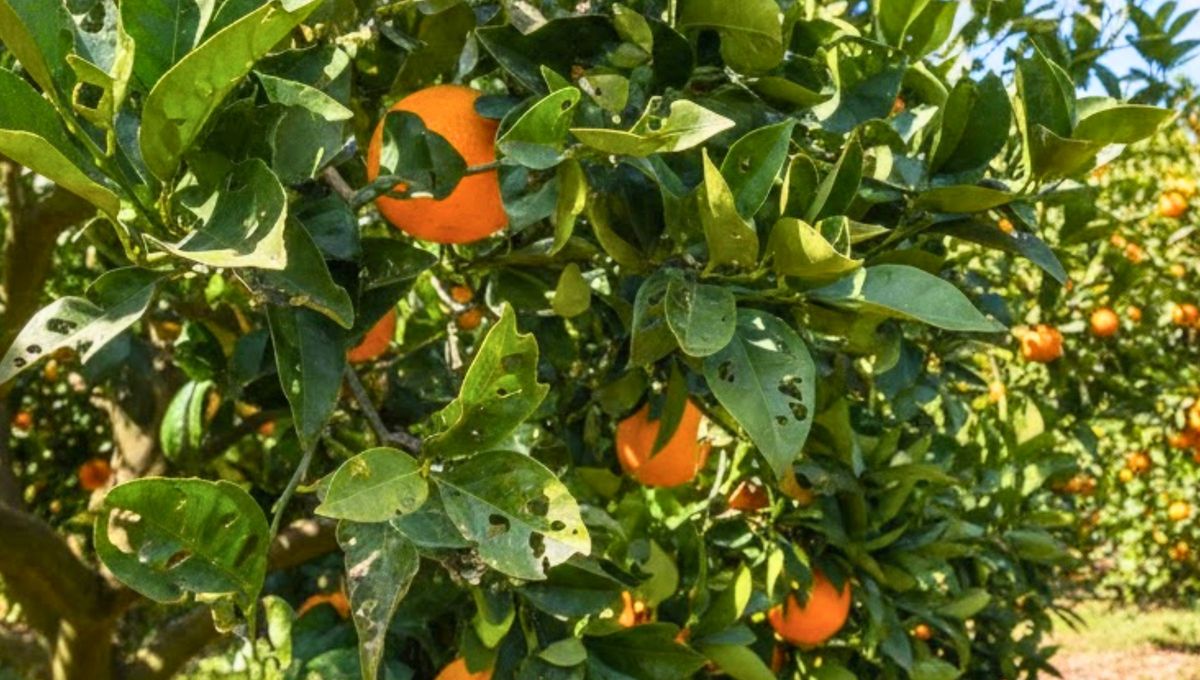 Por qué tu naranjo tiene agujeros en sus hojas: qué significa y cómo solucionarlo