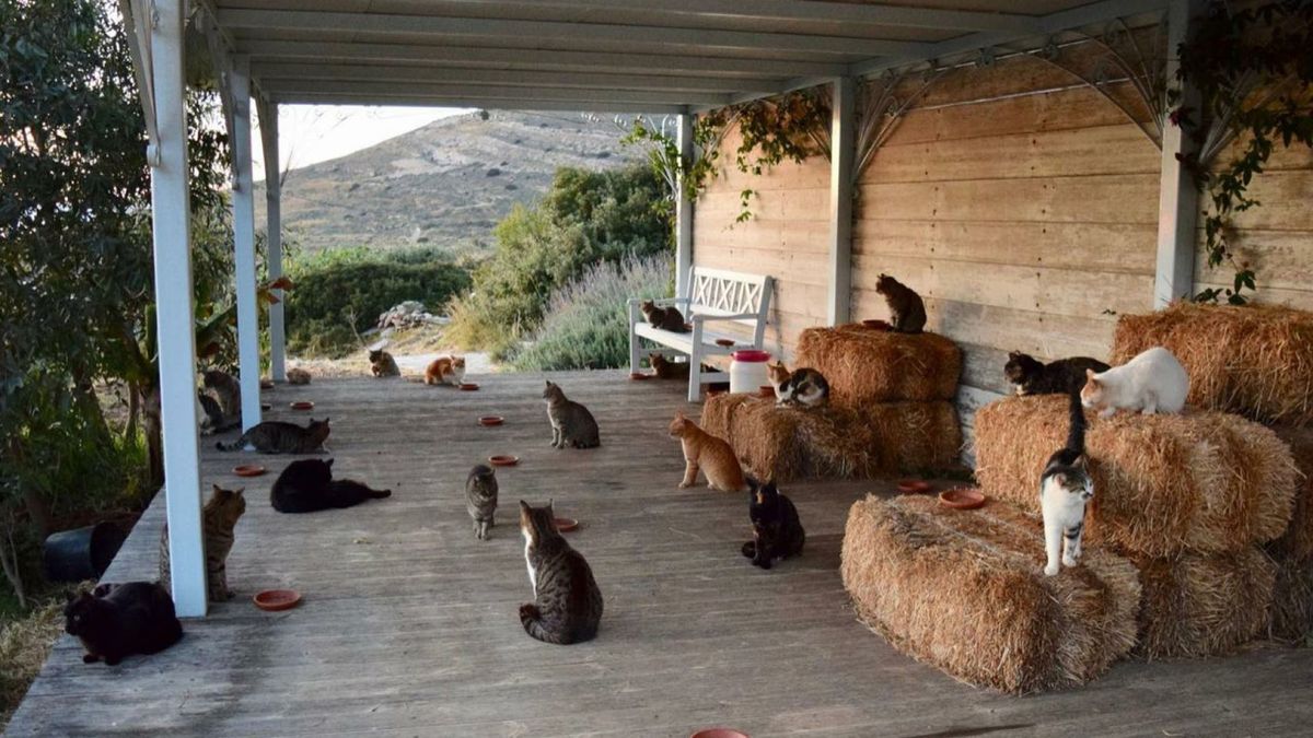 Syros es considerada como la isla de los gatos. Syros es considerada como la isla de los gatos. 