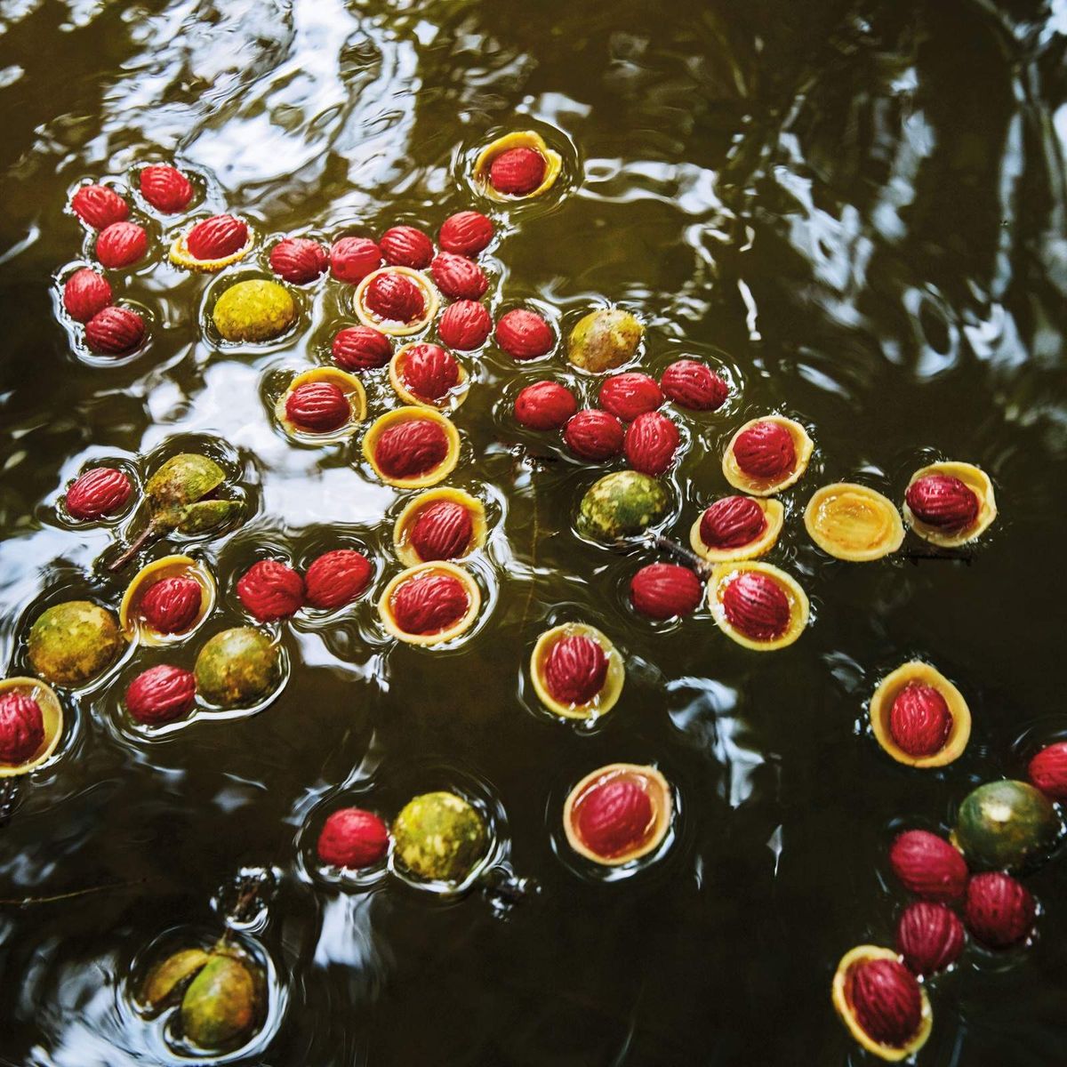 Ucuuba es el activo del Amazonas que ayuda a reafirmar la piel.&nbsp;