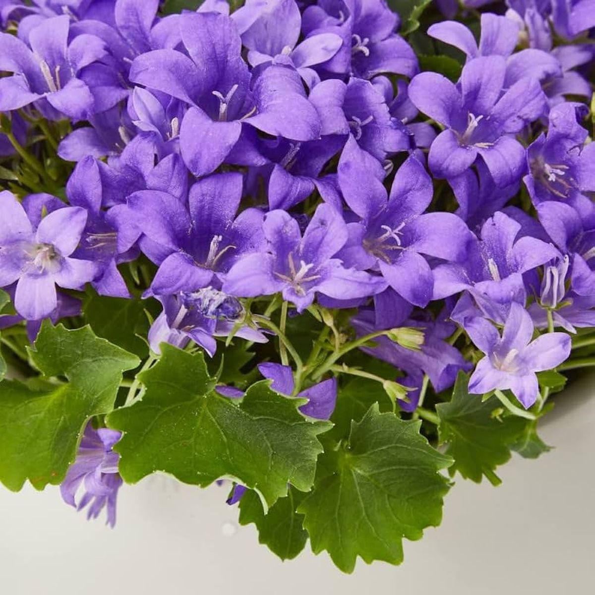 Esta planta trepadora puede decorar tus paredes, macetas colgantes o pérgolas. Imagen: Freepik Esta planta trepadora puede decorar tus paredes, macetas colgantes o pérgolas. Imagen: Freepik