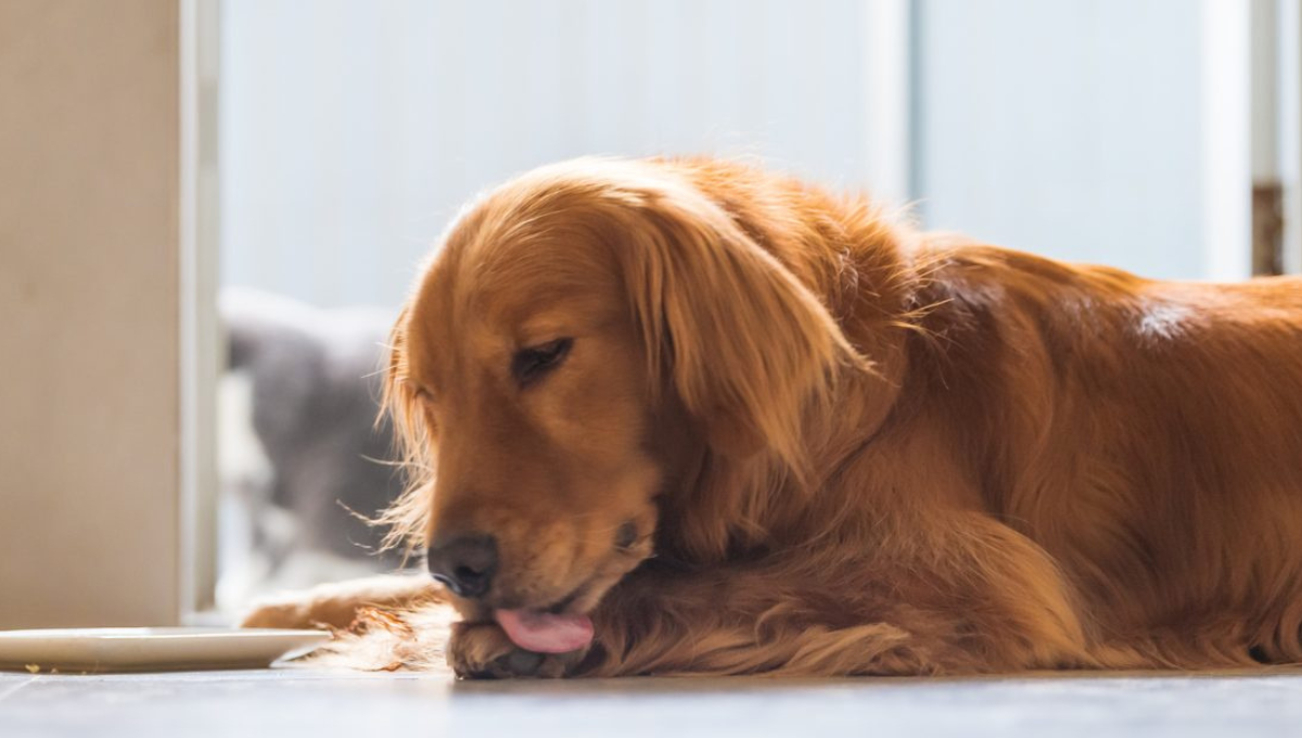 Qué significa que mi perro se lama las patas