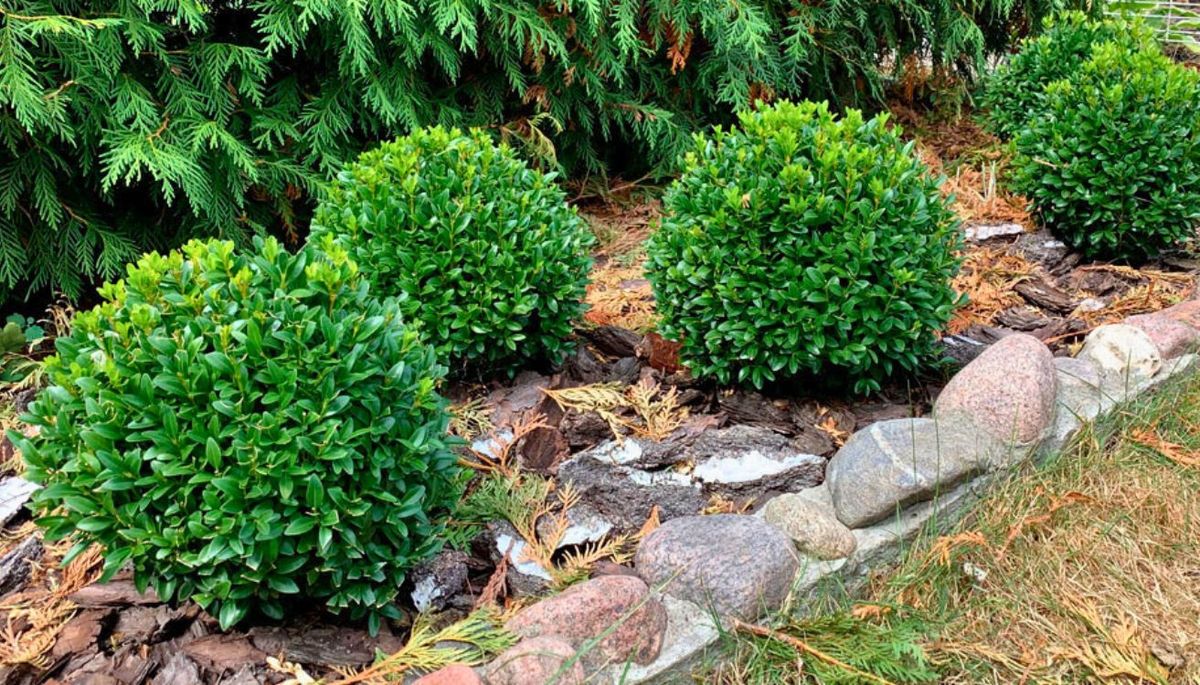 Aquí de tejamos todo sobre los cuidados de esta planta en el jardín. Aquí de tejamos todo sobre los cuidados de esta planta en el jardín.