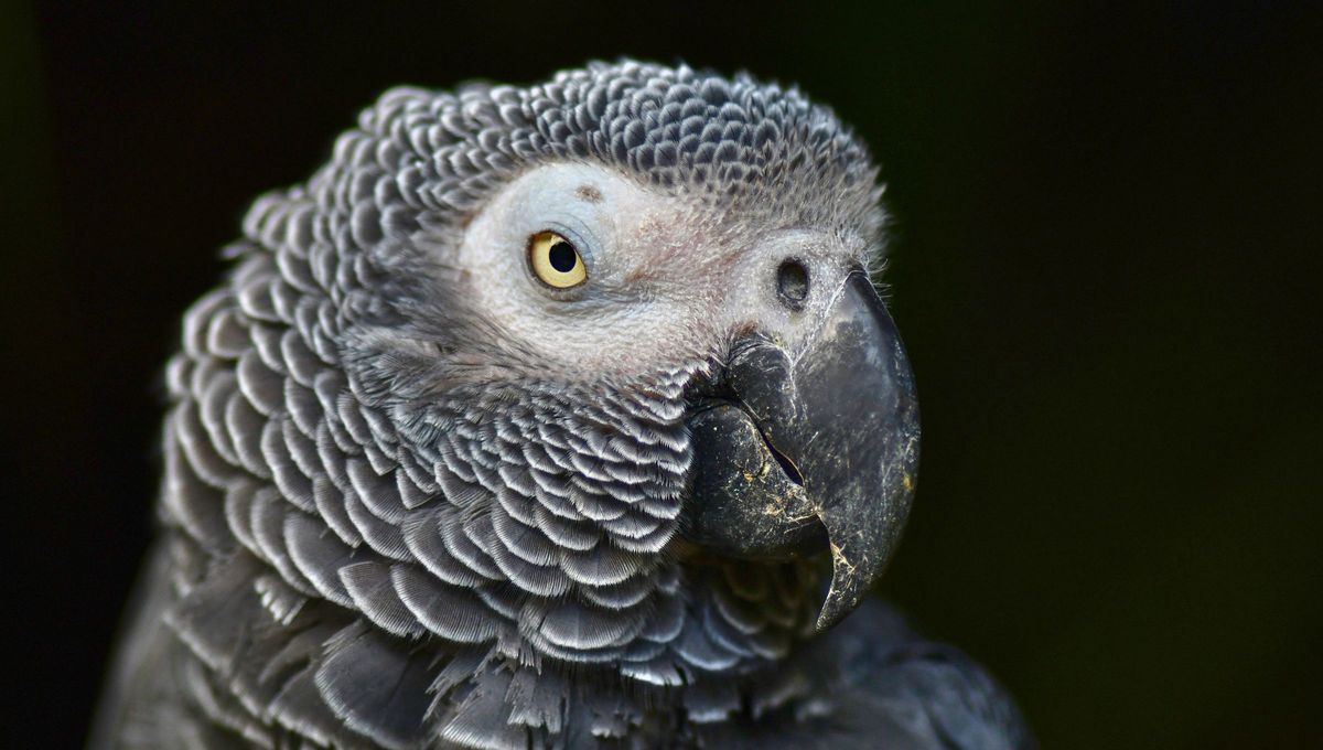 El loro que tenía más de 200 palabras en su vocabulario: cantó el