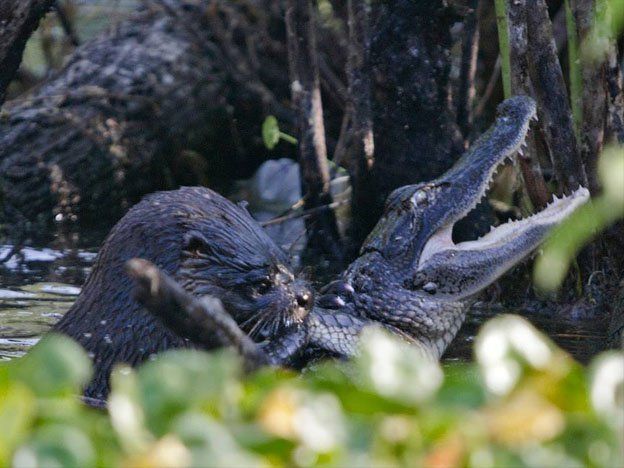 Otro cocodrilo devorado, esta vez por una salvaje nutria