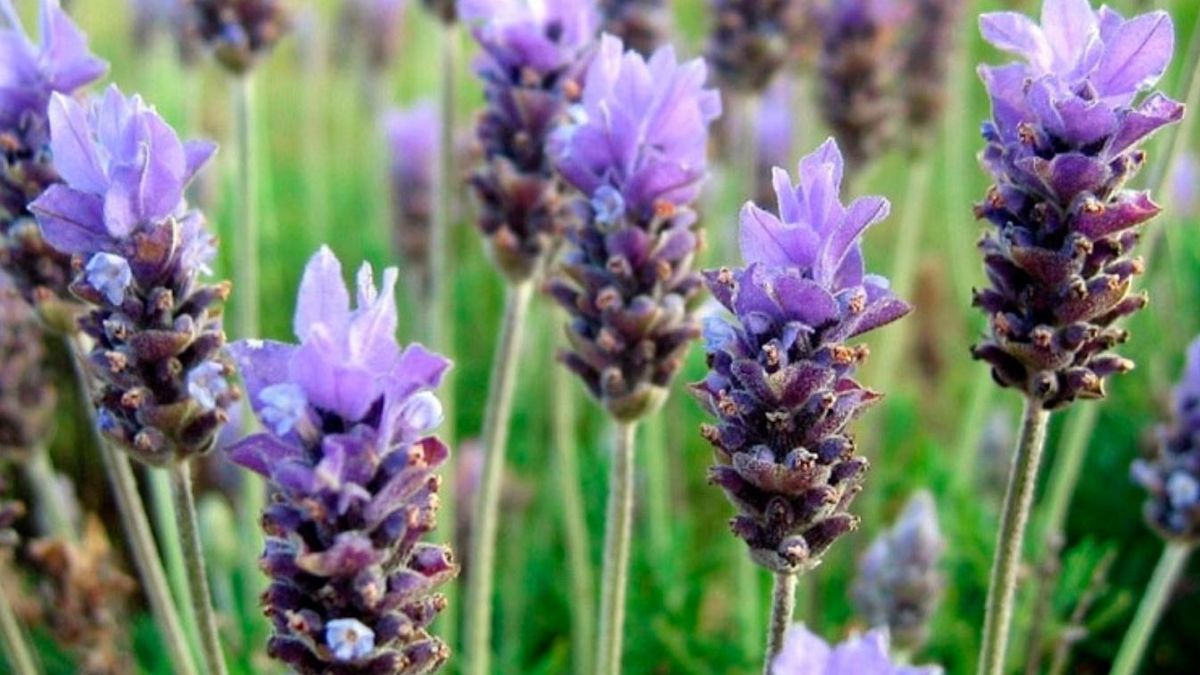 Qué significa tener lavanda en casa