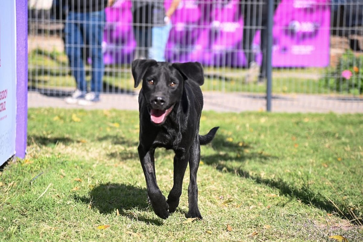 Más de 50 personas son voluntarias para ayudar en el programa de tenencia responsable de mascotas de Godoy Cruz. Más de 50 personas son voluntarias para ayudar en el programa de tenencia responsable de mascotas de Godoy Cruz.