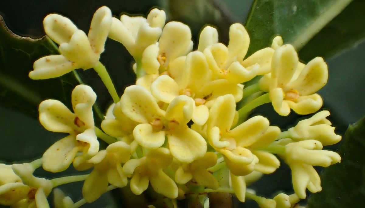 Esta planta tiene pequeñas flores blancas o amarillas que desprenden un aroma dulce y fresco.