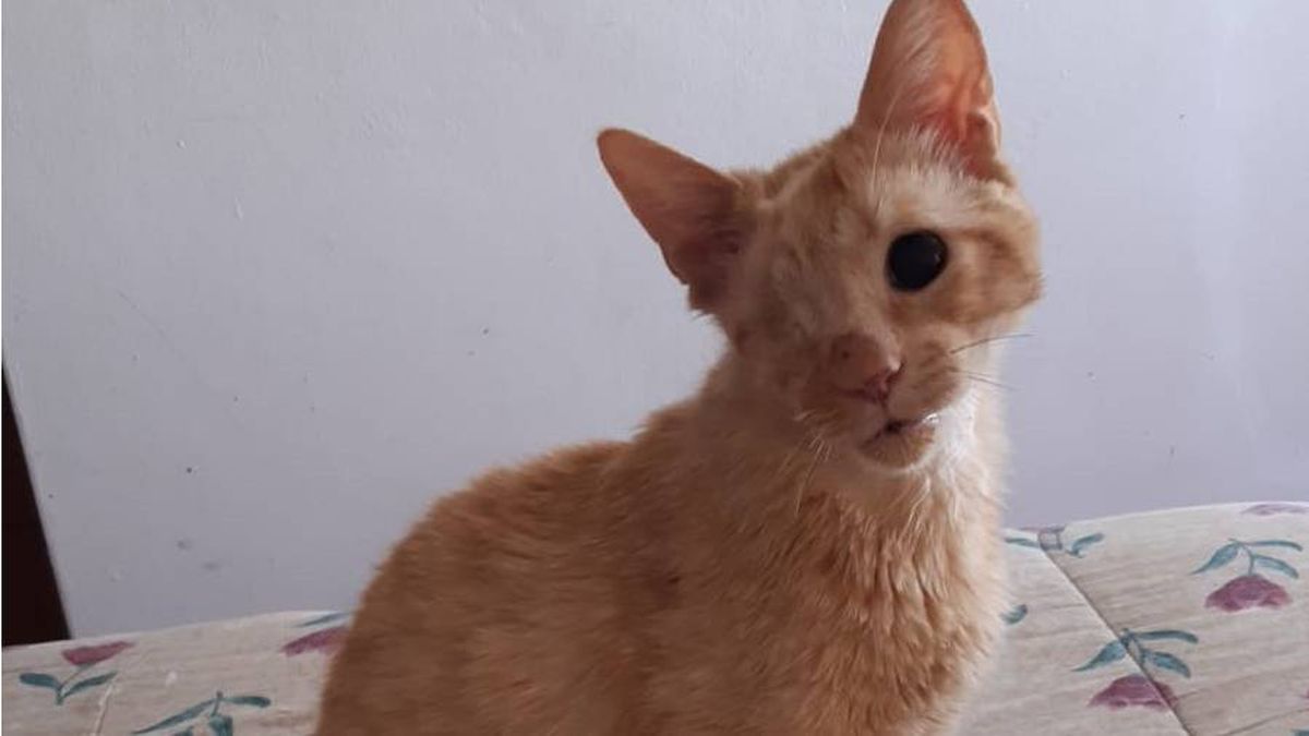 Así llegó Pirata al hogar donde mejor pasó sus últimos años. Así llegó Pirata al hogar donde mejor pasó sus últimos años.