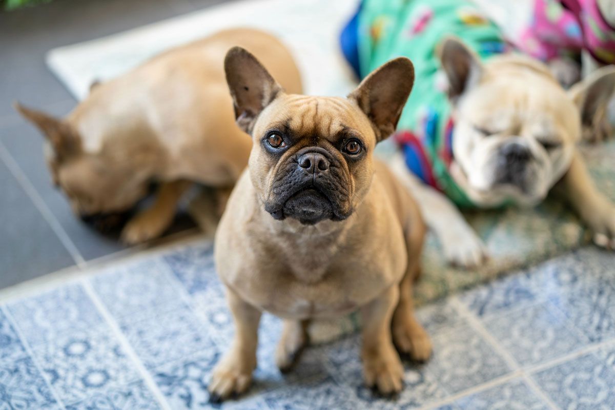 En Reino Unido un estudio revela qué perros tienen mayor riesgo de trastorno respiratorio grave