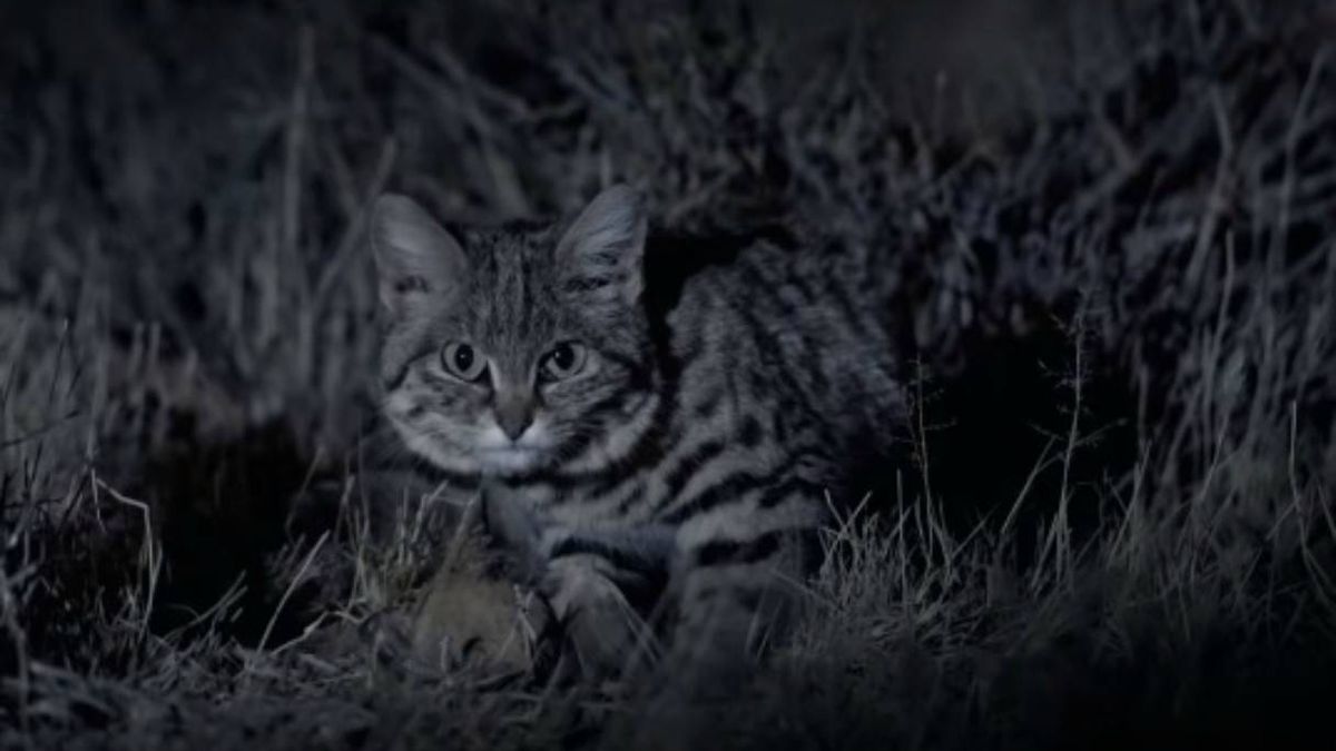 En estado salvaje, el gato montés es un gran cazador nocturno.