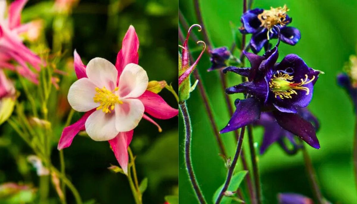 La aguileña es una planta conocida por su resistencia. Imagen: Freepik. La aguileña es una planta conocida por su resistencia. Imagen: Freepik.