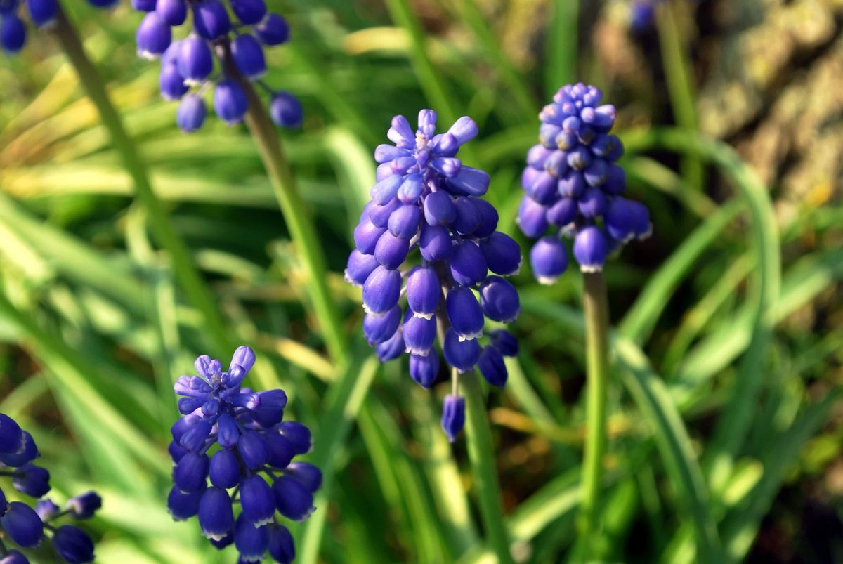 La planta nativa de Estados Unidos que supera por mucho a la lavanda por su color intenso