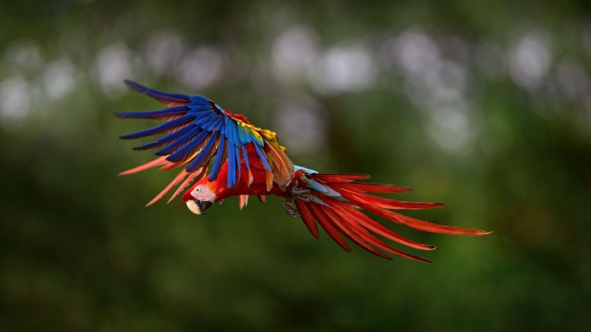 ¿Qué esperar de la cumbre de biodiversidad de este año? (Foto: Alamy)