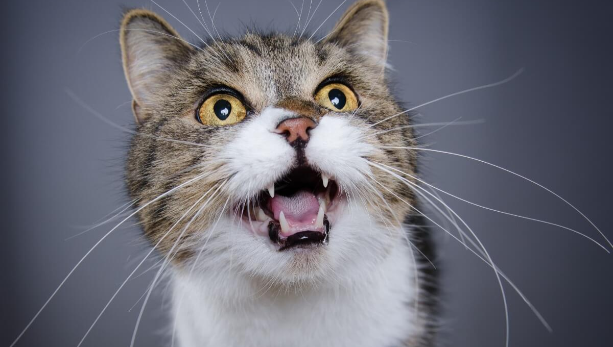 Qué significan los maullidos de los gatos y cómo entenderlos