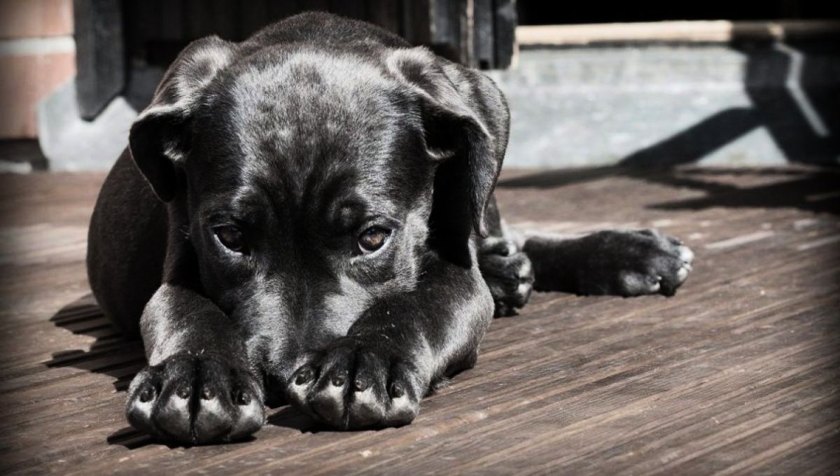 Tu mascota puede llegar a sufrir mucho en el caso de quedarse sola