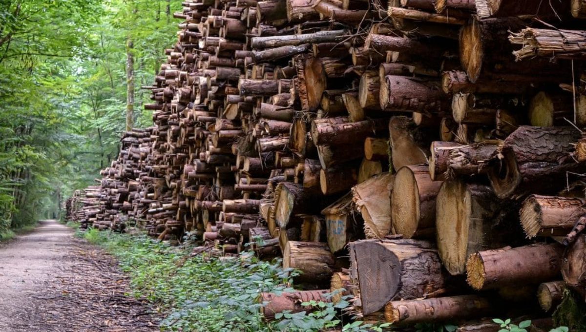 El país de América del Sur con la madera más resistente del planeta Tierra