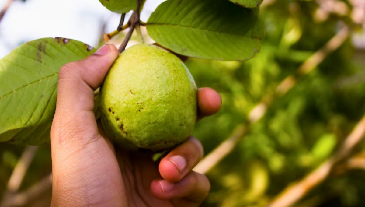 Esta fruta originaria de América Latina es aprecida a todo el mundo y su producción genera millones 
