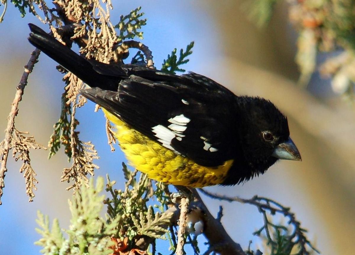 Un rey del bosque. Un rey del bosque.