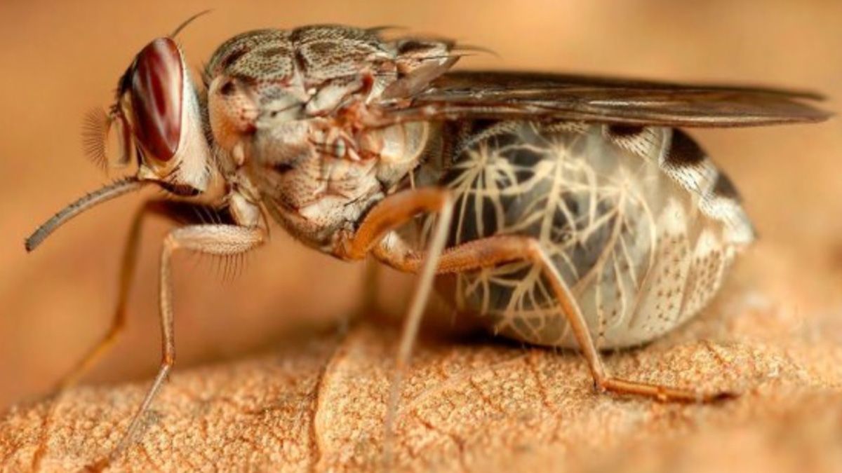 La mosca tse-tsé, que habita en el África subsahariana, puede provocar un estado de somnolencia, según establecieron los científicos