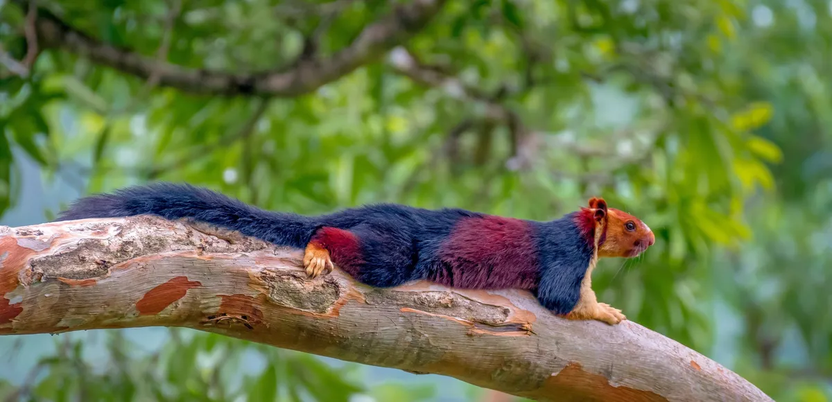 En la fotograf&iacute;a se puede apreciar la longitud total y los colores que la hacen tan especial.