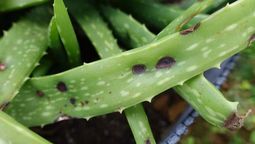 Qué significan las manchas marrones en el aloe vera