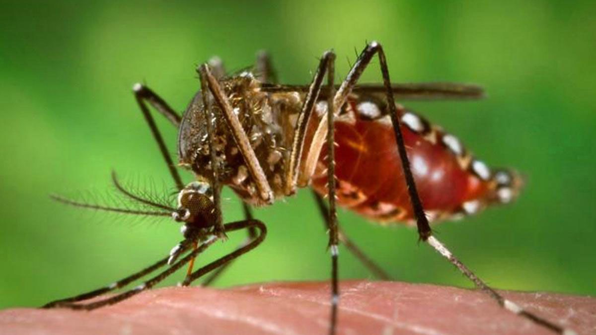 Dengue: recordaron las medidas de prevención frente al ascenso de casos en el país