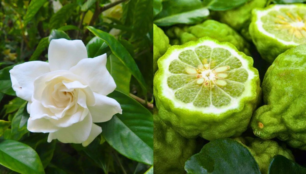 El jazmín y la bergamota son los ingredientes estrellas de este perfume para el hogar. Imagen: Composición Diario Uno. El jazmín y la bergamota son los ingredientes estrellas de este perfume para el hogar. Imagen: Composición Diario Uno.