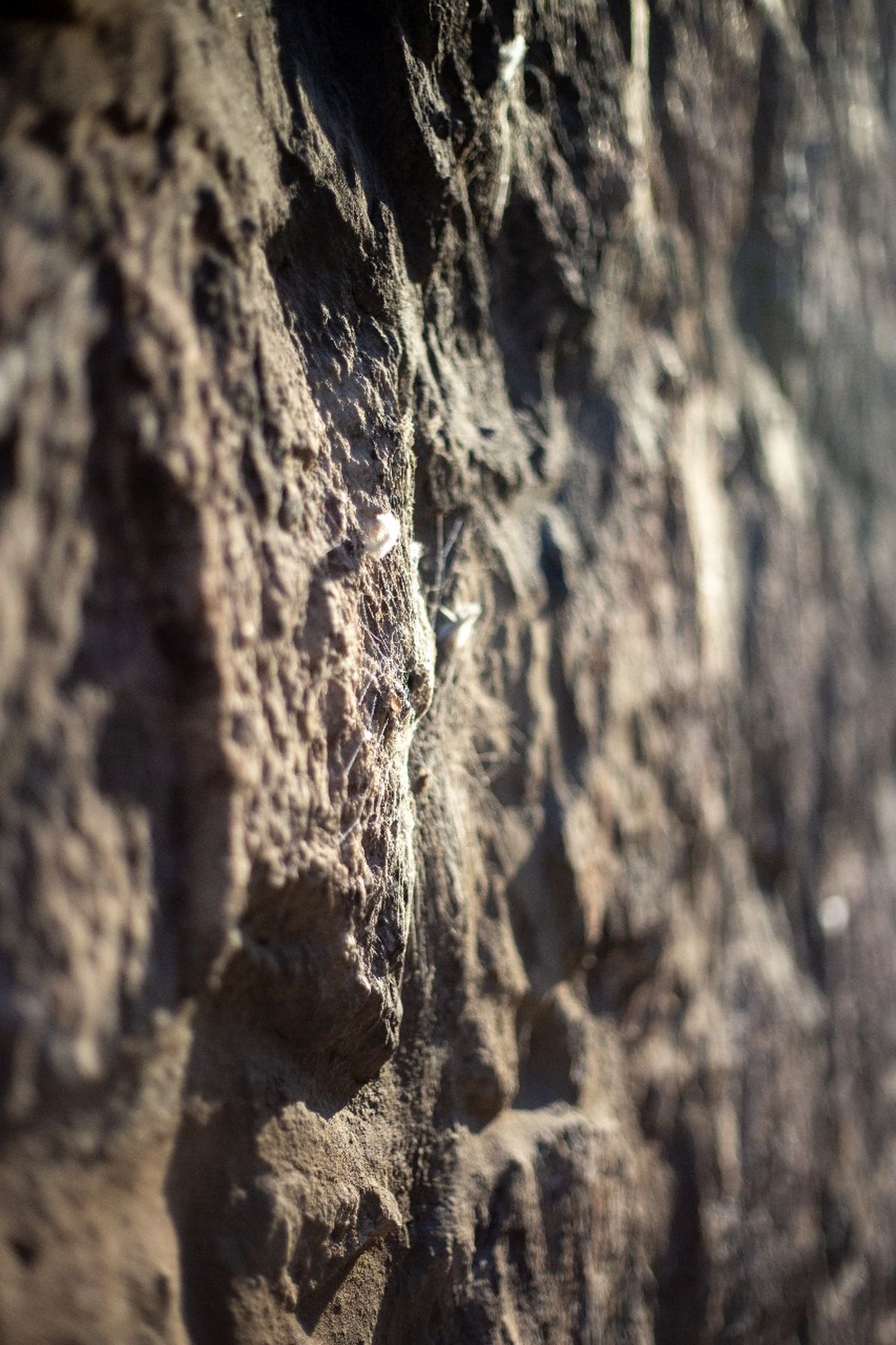 La piel del muro: un muro sin rostro, pero con memoria. Cada grieta, cada relieve, cada sombra es una palabra en el idioma del desgaste. La ciudad también tiene piel, y a veces sangra en silencio. La piel del muro: un muro sin rostro, pero con memoria. Cada grieta, cada relieve, cada sombra es una palabra en el idioma del desgaste. La ciudad también tiene piel, y a veces sangra en silencio.