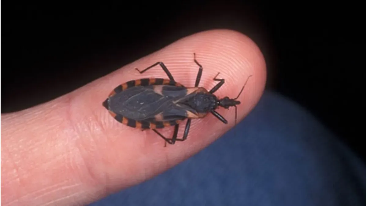 La picadura de este insecto es muy molesta, y peligrosa. La picadura de este insecto es muy molesta, y peligrosa.