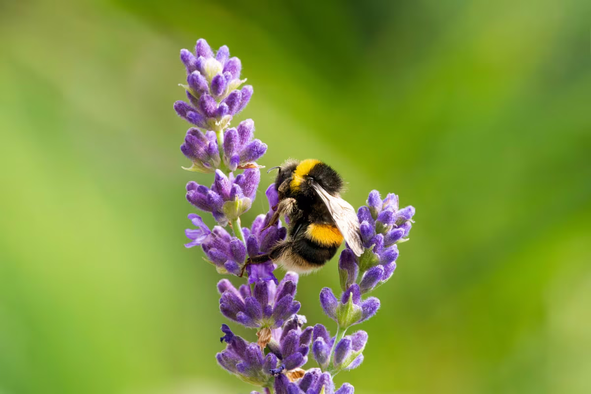 Beneficio de tener lavanda, la planta de la armonía. Beneficio de tener lavanda, la planta de la armonía.