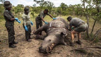 Ligera baja de la caza furtiva de rinocerontes en Sudáfrica