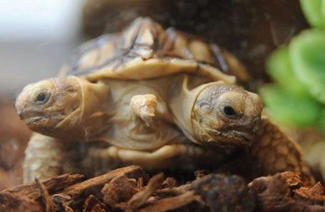 Un zoo europeo presentó una rareza del mundo animal: las tortugas siamesas Magda y Lenka