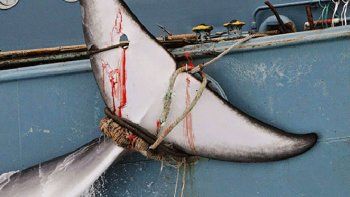 Japón retomó la caza de ballenas pese a la indignación internacional