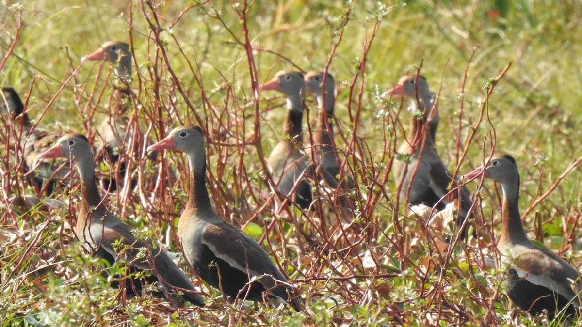 La enfermedad es altamente contagiosa en aves de corral, de traspatio y silvestres.