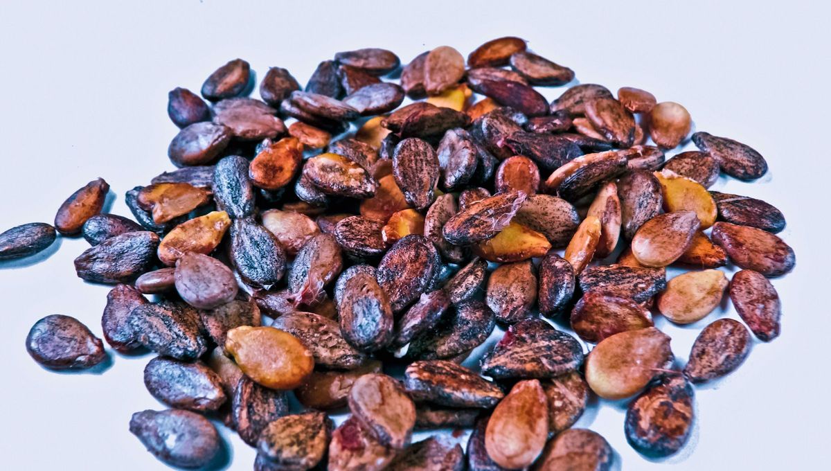 Estas semillas son un gran tesoro en el mundo culinario y de la jardinería. Estas semillas son un gran tesoro en el mundo culinario y de la jardinería.