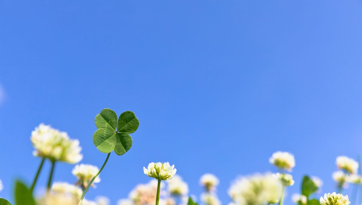 Su suerte acompaña solo al afortunado/a que lo/a encuentre. Sin embargo, quien tenga una representación de él también tendrá éxito. Su suerte acompaña solo al afortunado/a que lo/a encuentre. Sin embargo, quien tenga una representación de él también tendrá éxito.