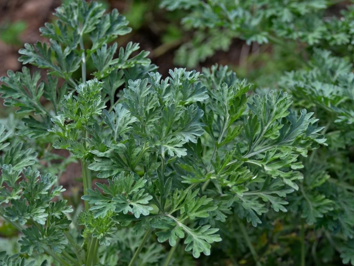 El ajenjo prospera bien en clima templado, tiene buena resistencia al frío y a las condiciones de sequía. El ajenjo prospera bien en clima templado, tiene buena resistencia al frío y a las condiciones de sequía.
