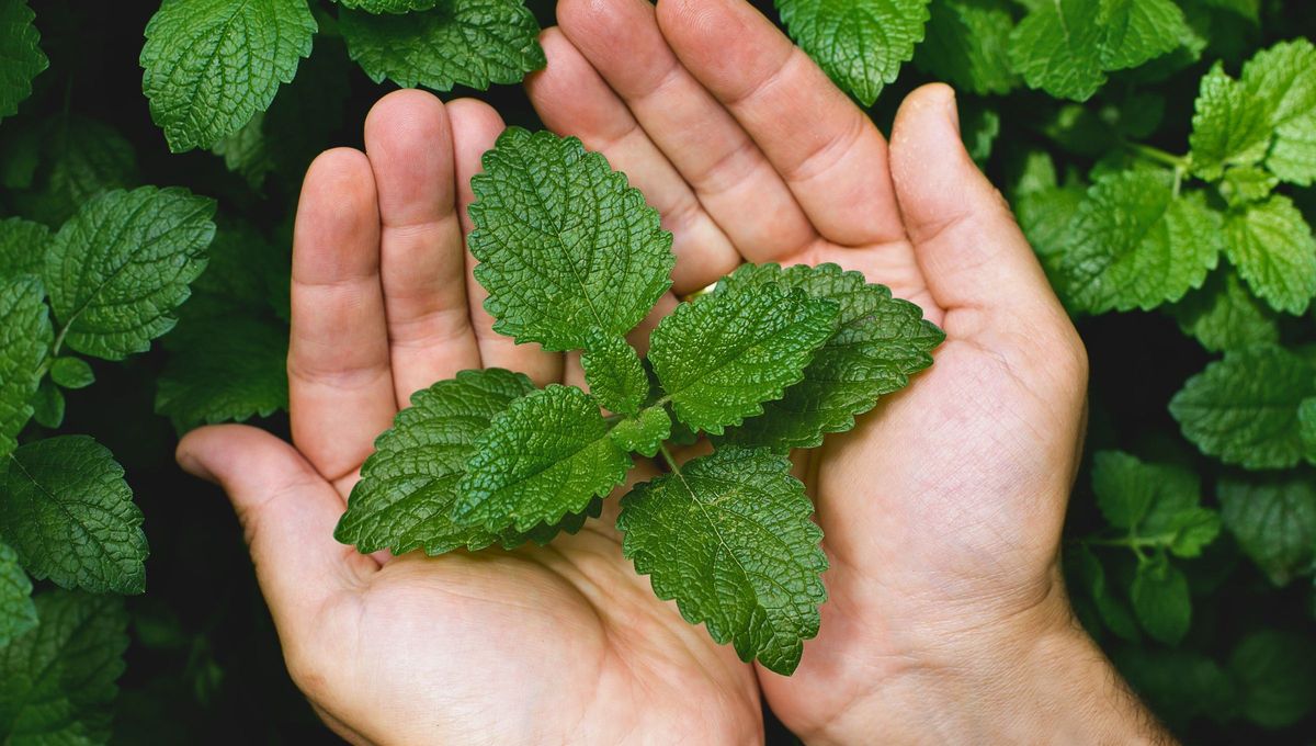 La menta, (g&eacute;nero Mentha) es originaria de Eurasia , Norteam&eacute;rica , &Aacute;frica austral y Australia.