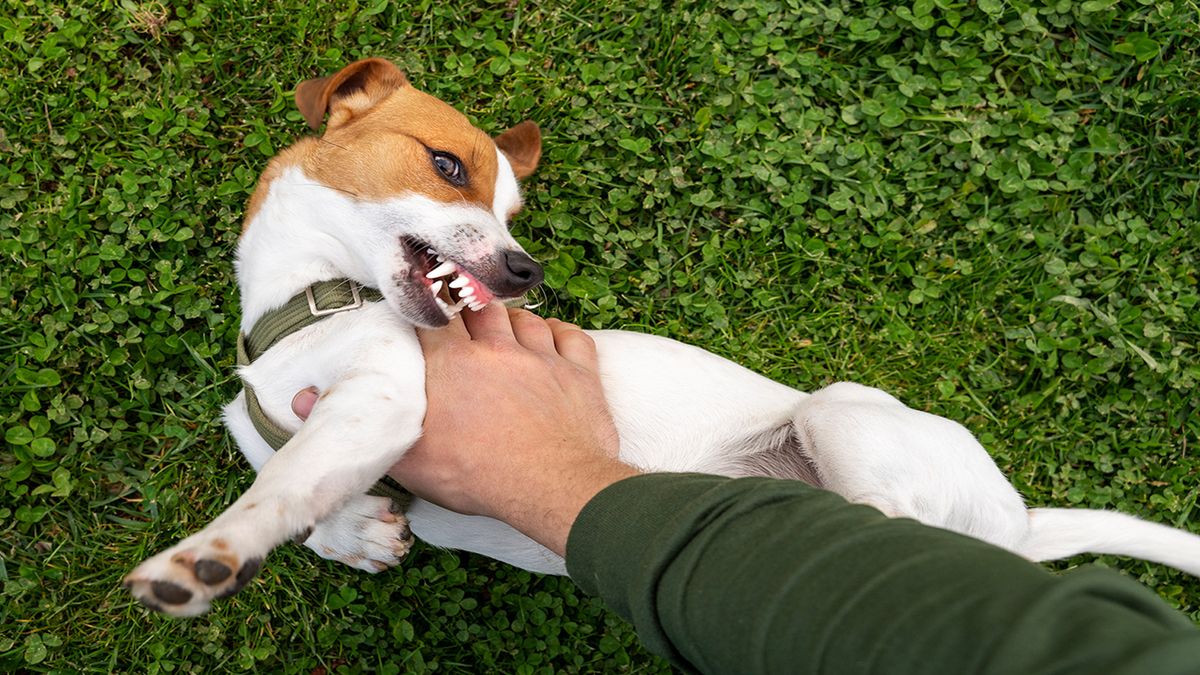 Más allá de tus buenas intenciones, el perro puede reaccionar mal si no se siente cómodo Más allá de tus buenas intenciones, el perro puede reaccionar mal si no se siente cómodo