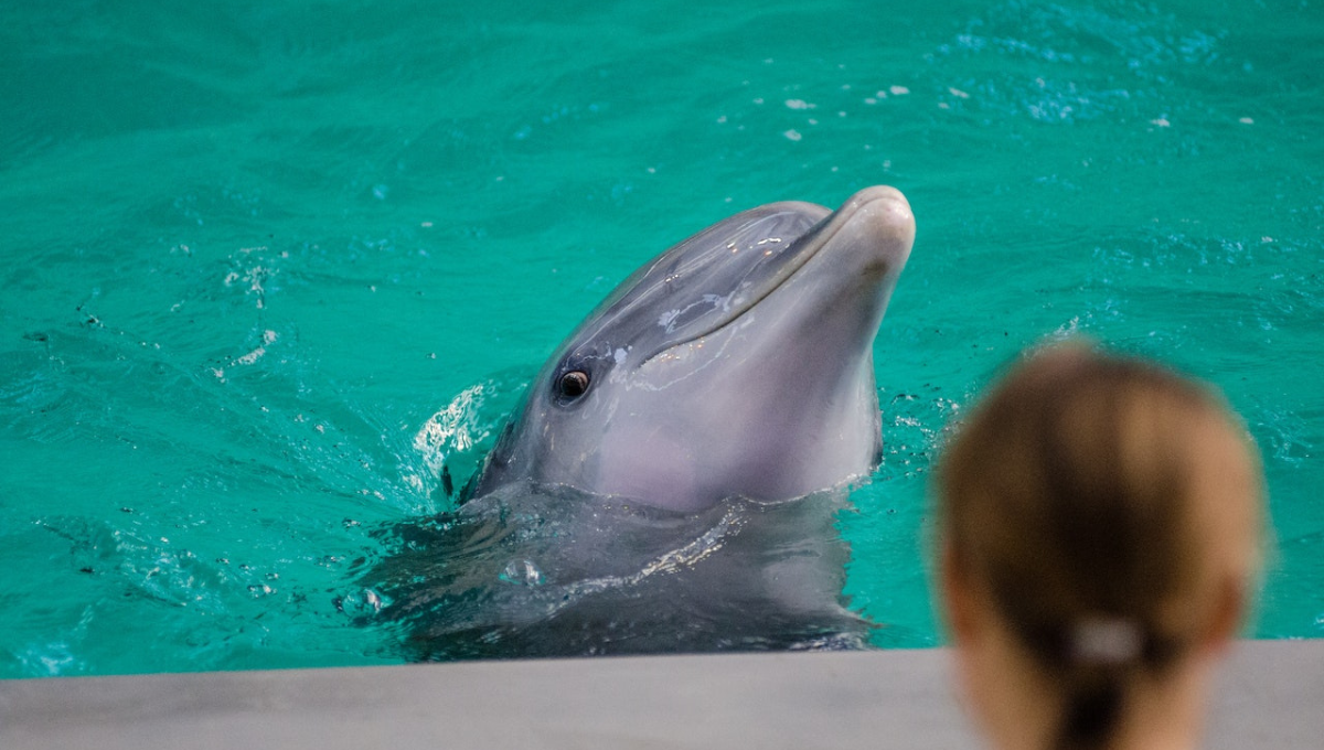 4 de julio: Día Mundial de los Delfines en Cautiverio
