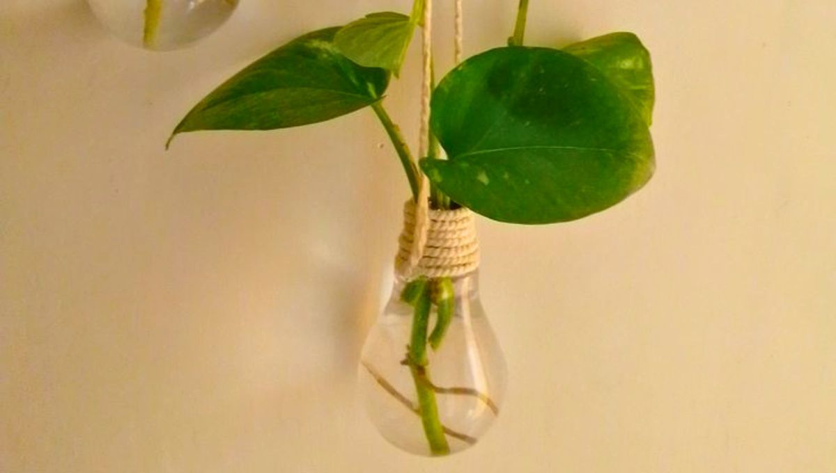 Iba a tirar este foco roto y terminé creando un tesoro verde para la casa: la idea de reciclaje con semillas