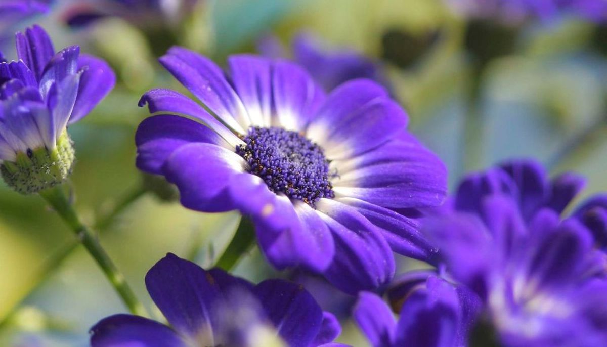 La planta de fácil cuidado que transforma tu jardín en un espacio colorido. Imagen: Freepik.