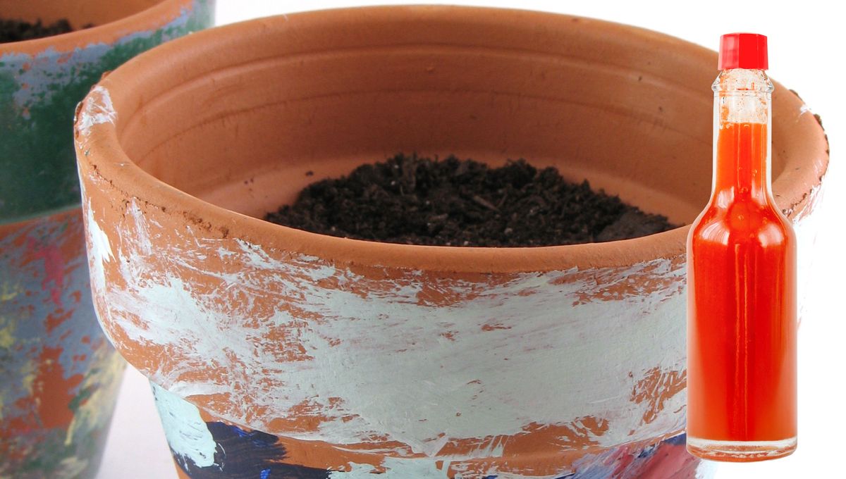 Siempre que se use vinagre en las plantas, hay que diluirlo para evitar quemaduras. Siempre que se use vinagre en las plantas, hay que diluirlo para evitar quemaduras. 