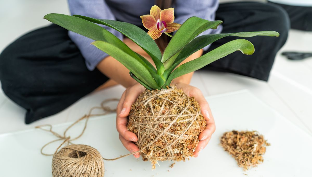 El sustrato ideal para las orquídeas del jardín. 