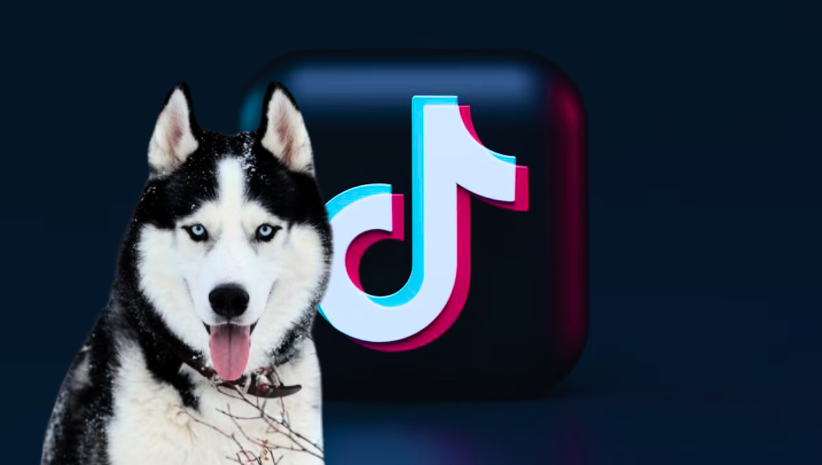 A principios de 2023, una increíble historia de un perro siberiano se viralizó en el mundo