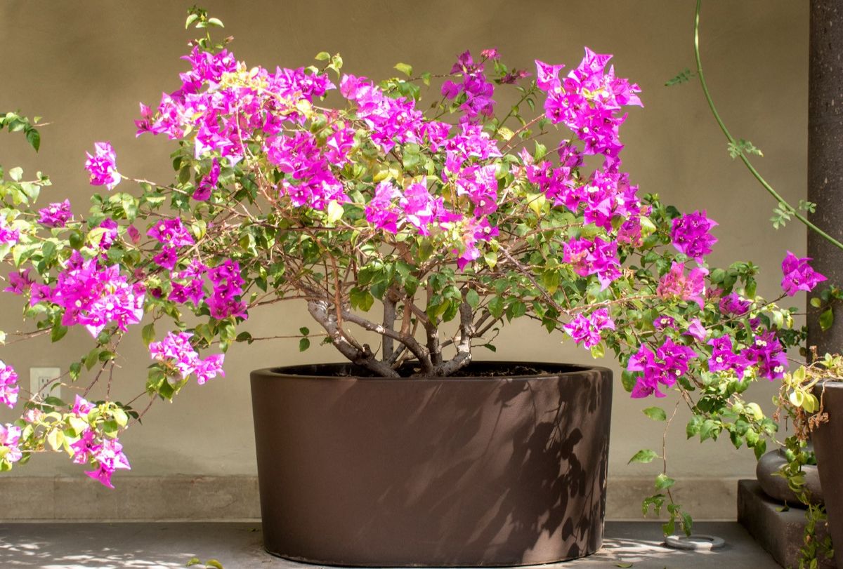 Cultiva esta planta en la terraza de casa. Imagen: Pexels Cultiva esta planta en la terraza de casa. Imagen: Pexels