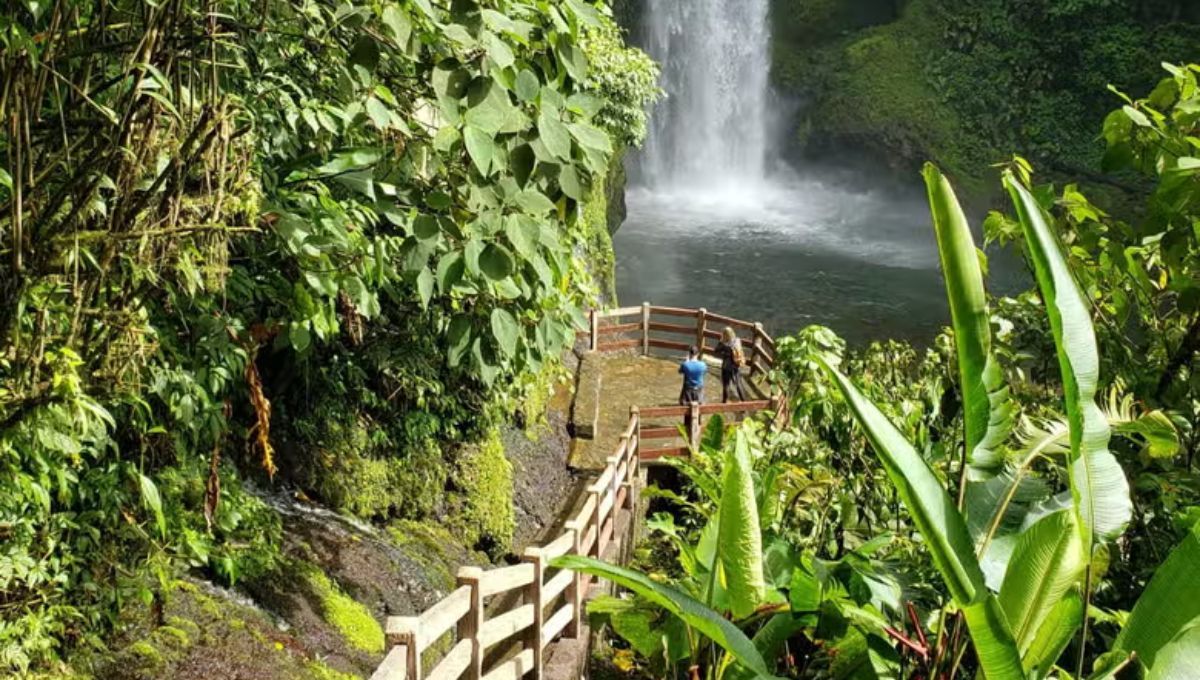 Plantó junto a sus hermanos más de 37.000 árboles: la familia latina que logró reconstruir un bosque entero