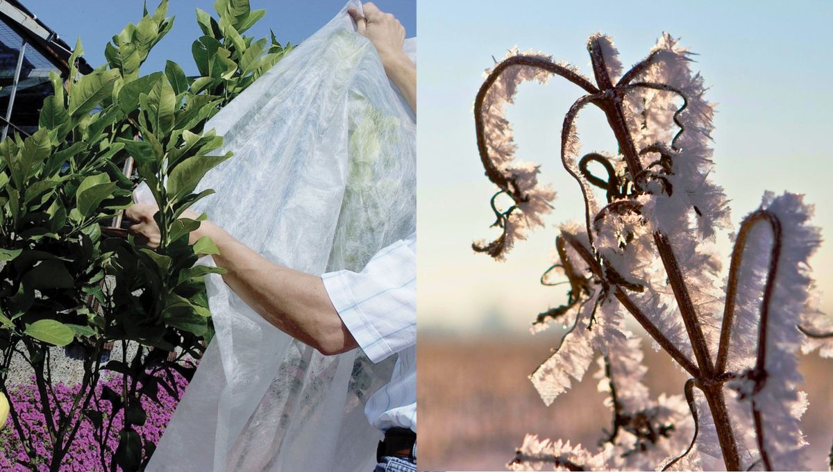 Un truco para cuidar las plantas en invierno.&nbsp;