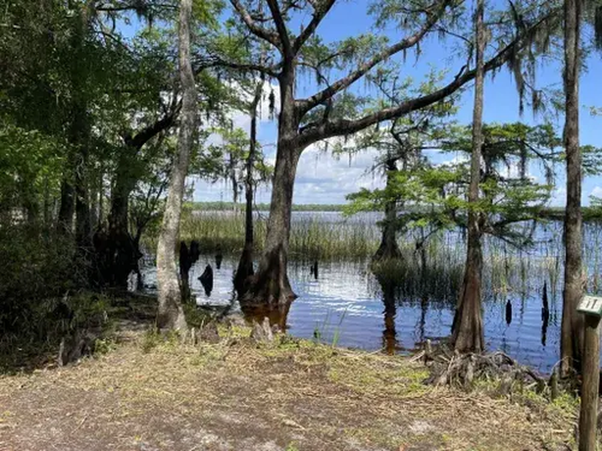 Así se ven los senderos con pantanos en Kissimmee. Así se ven los senderos con pantanos en Kissimmee.